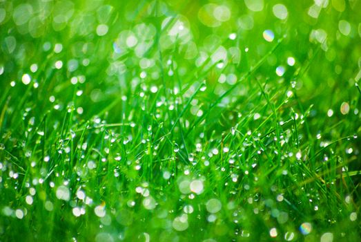Grass in a meadow with dew drops early in the morning at sunrise.Texture or background