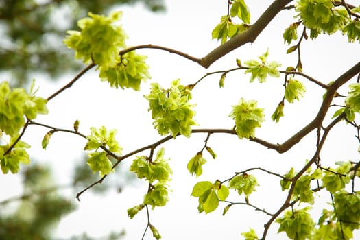 The elm tree of Camperdown with small bright green leaves flourished in the garden.Texture or background.