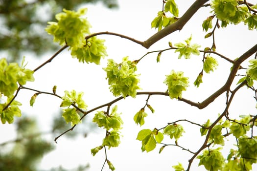 The elm tree of Camperdown with small bright green leaves flourished in the garden.Texture or background.