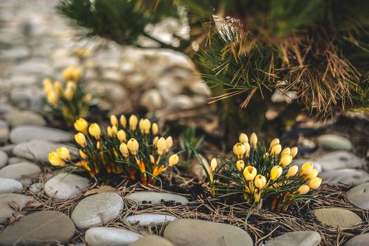 Yellow Crocus flower blooms in early spring in March near sea pebbles and coniferous trees