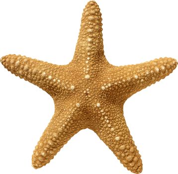 The texture of starfish in yellow on a white background