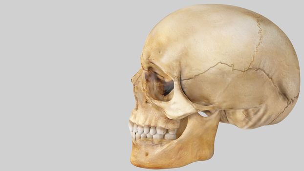 artifical human skull on white background, skull
