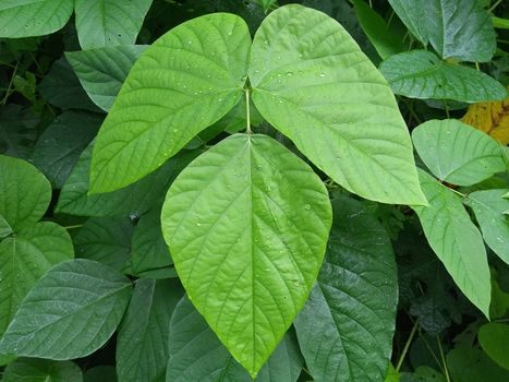 green leaves of a tree close up photo