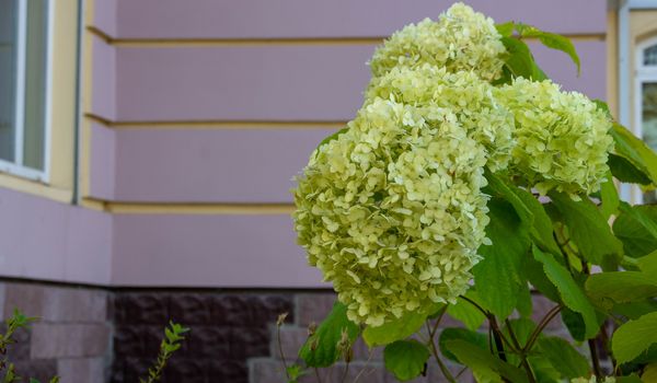 Hydrangea paniculata blooms in the garden. Beautiful green hydrangea blooms.