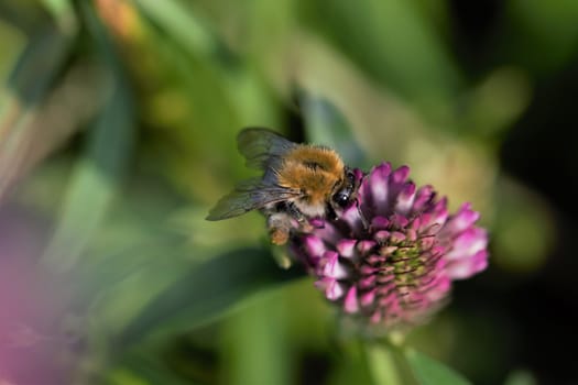 Close up of a field bumblebee sucking nectar from a red clover blossom