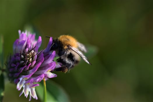 Close up of a field bumblebee sucking nectar from a red clover blossom