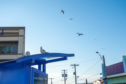 A Seagull Resting on Top of a Small Blue Roof With Other Seagull Flying Around Behind It