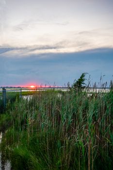 A Fiery Red Sunset Over Some Tall Plants at the Bay in Wildwood New Jersey