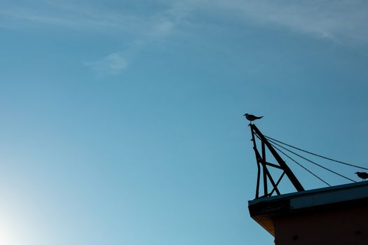 A Silhouette of a Seagull Perched on a MEtal Pole on Top of a Building on a Clear Blue SKy