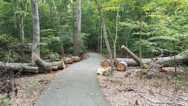 asphalt path or trail in woods or forest with trees and fallen cut tree