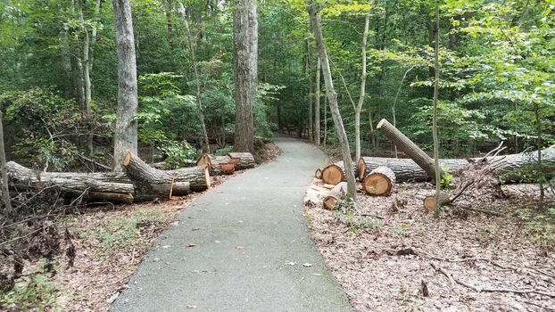 asphalt path or trail in woods or forest with trees and fallen cut tree