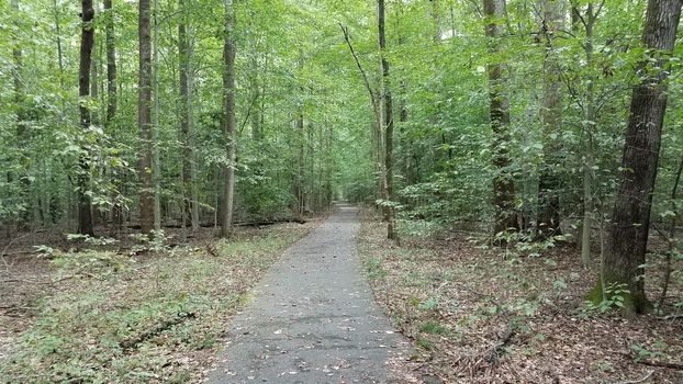 asphalt path or trail in woods or forest with trees