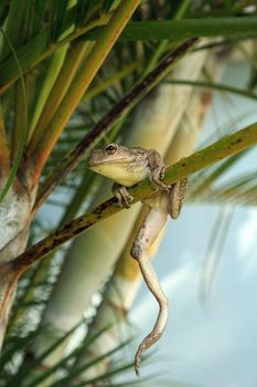 Cuban Tree Frog Osteopilus septentrionalis hangs on an areca palm in tropical Florida.