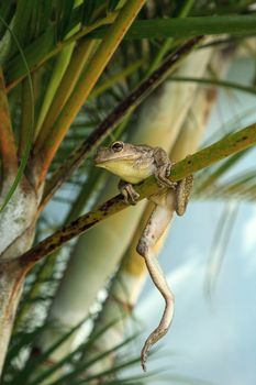 Cuban Tree Frog Osteopilus septentrionalis hangs on an areca palm in tropical Florida.