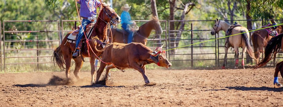 Calf being lassoed in a team calf roping event by cowboys at a country rodeo