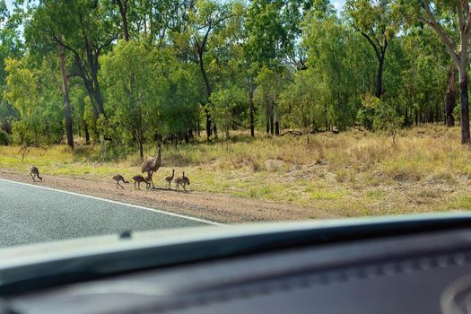 An emu and chicks beside the road as seen through the windscreen of a car driving an Australian country highway in the bush