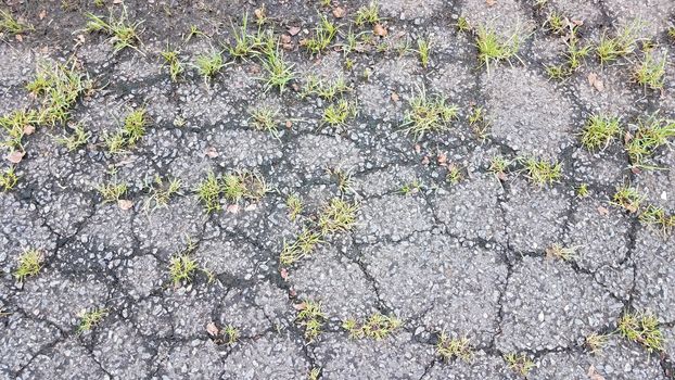 grass weeds growing in cracks in asphalt on ground