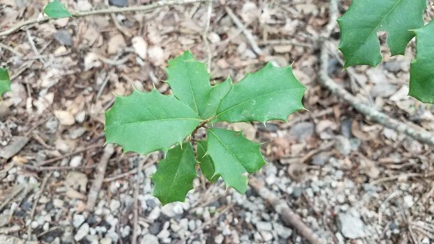 sharp spikes or thorns on green holly leaves