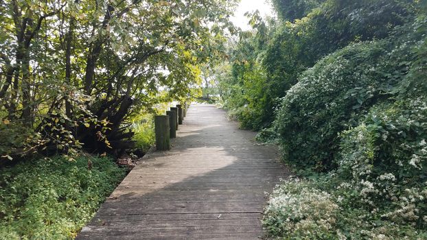 trees and plants and wooden boardwalk or path