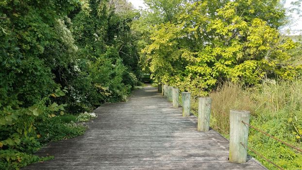 trees and plants and wooden boardwalk or path