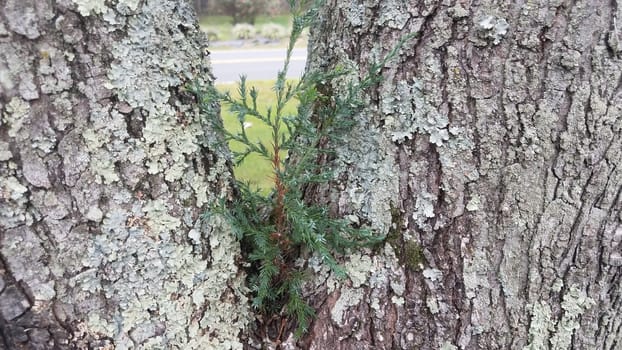 pine tree sapling growing in tree with lichen
