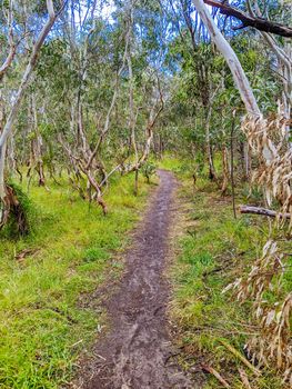 Walk and bike trails with Australian bush setting in Macleod in northern Melbourne in Victoria, Australia