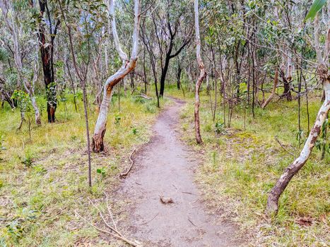 Walk and bike trails with Australian bush setting in Macleod in northern Melbourne in Victoria, Australia