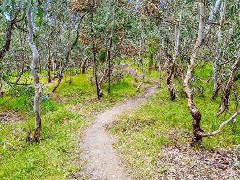 Walk and bike trails with Australian bush setting in Macleod in northern Melbourne in Victoria, Australia
