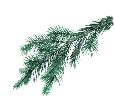 A green spruce branch on a white background . Texture or background.