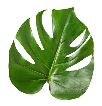 Isolated leaf of the monstera plant on a white background . Texture or background