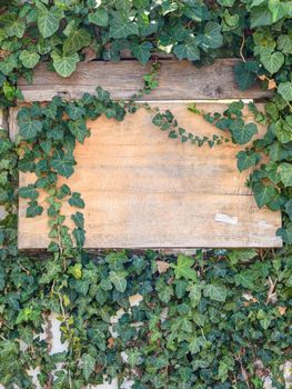 Boarded up window with old plywood overgrown with ivy