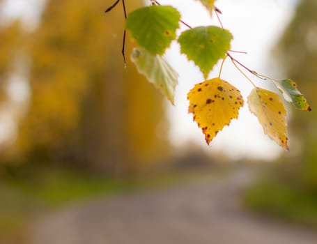 Yellow and green autumn birch leaves on a twig in a beautiful place in nature.