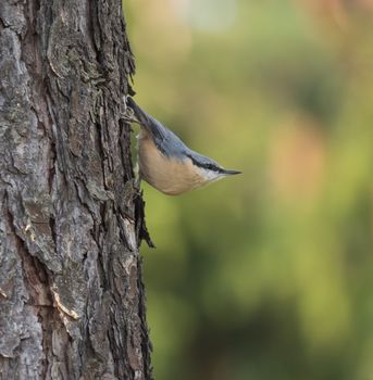 Close up wood Nuthatch or Eurasian nuthatch, climbing on larch tree trunk with head down. Green bokeh background, copy space