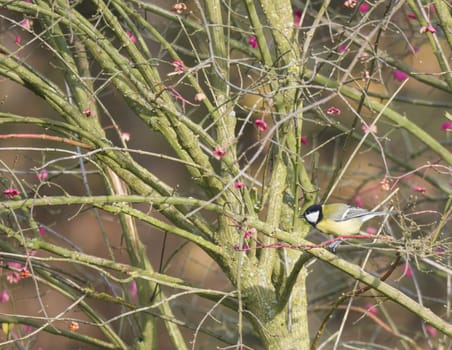 Close up Great tit, Parus major bird perched in shrub branches with pink flowers or berries, selective focus, copy space