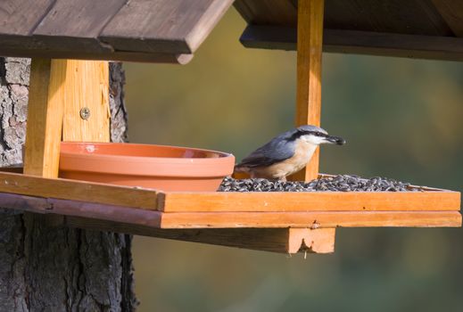 Close up wood Nuthatch or Eurasian nuthatch, Sitta europaea perched on the bird feeder table with sunflower seed. Bird feeding concept.