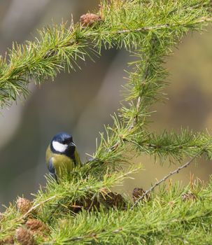 Close up Great tit, Parus major bird perched on lush geen larch tree branch, bokeh background, copy space