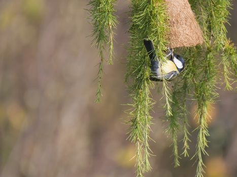 Close up Great tit, Parus major bird perched on lush geen larch tree branch with feeder, bokeh background, copy space..