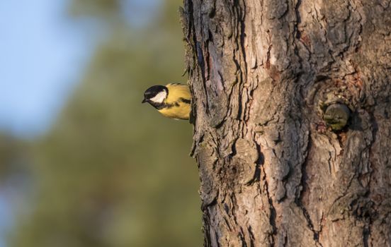 Close up Great tit, Parus major bird looking from larch tree trunk with head down. Green bokeh background, copy space