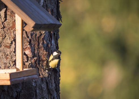 Close up Great tit, Parus major bird perched on the bird feeder table with sunflower seed. Bird feeding concept. Selective focus