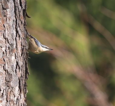 Close up wood Nuthatch or Eurasian nuthatch, climbing on larch tree trunk with head down. Green bokeh background, copy space