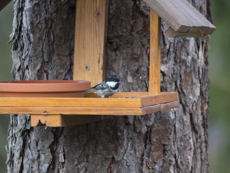 Close up coal tit or cole tit, Periparus ater bird perched on the bird feeder table with sunflower seed. Bird feeding concept. Selective focus