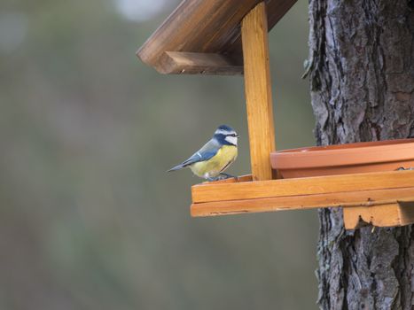 Close up Eurasian blue tit, Cyanistes caeruleus bird perched on the bird feeder table with sunflower seed. Bird feeding concept. Selective focus