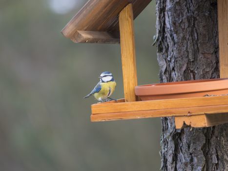 Close up Eurasian blue tit, Cyanistes caeruleus bird perched on the bird feeder table with sunflower seed. Bird feeding concept. Selective focus