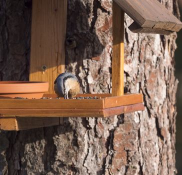 Close up wood Nuthatch or Eurasian nuthatch, Sitta europaea perched on the bird feeder table with sunflower seed. Bird feeding concept.