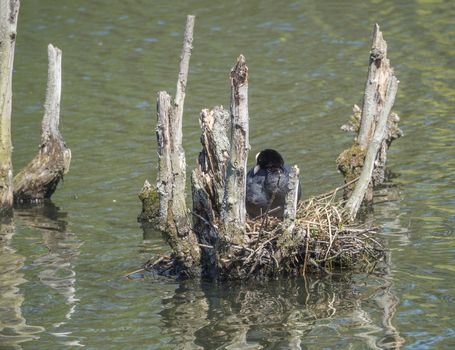 Fulica atra Eurasian Coot common coot sitting on egg in a nest on lake