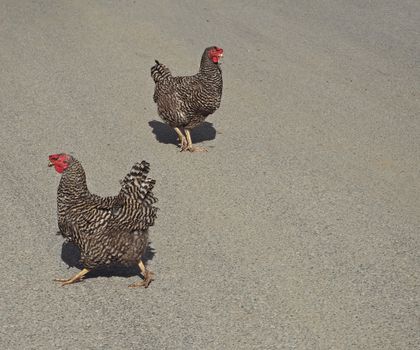 two young gray chicken hen on a grey background walking opposite direction