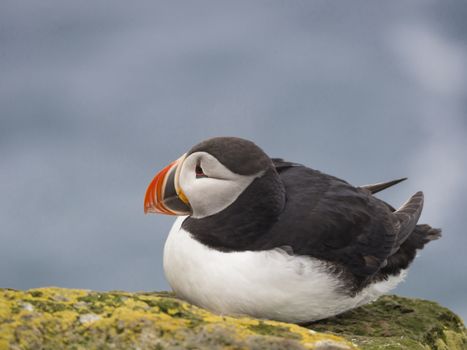 single close up Atlantic puffin (Fratercula arctica) sitting on rock of Latrabjarg bird cliffs, blue sea bokeh background, selective focus, copy space