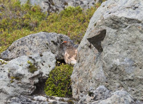 male rock ptarmigan (Lagopus muta) hiding between stones and bush in iceland nature reserve Hornstrandir in summer day