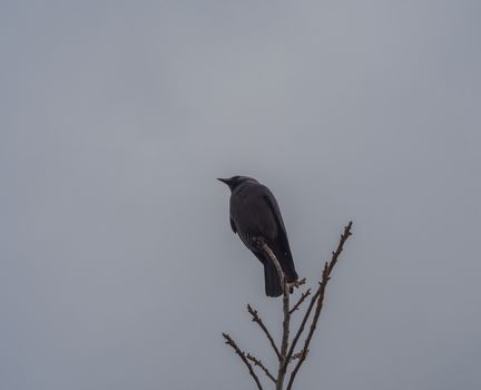 close up black raven crow sitting on the bare tree branch on gray sky winter background