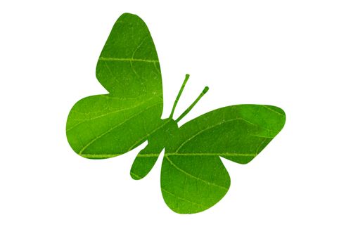beautiful silhouette butterfly with leaves green background isolated on a white, environment concept.